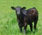 Black calf at green grassland, copy space