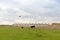 A black calf on a green lawn on a cloudy spring day near the ruins of a farm