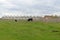 A black calf on a green lawn on a cloudy spring day near the ruins of a farm