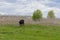 A black calf on a green lawn on a cloudy spring day near the ruins of a farm