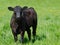 Black calf at green meadow