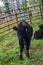 A Black Calf in a Mountain Meadow