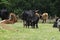 Black calf nursing from mother cow among herd