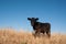 Black calf in a pasture