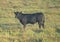 Black calf standing in a field urinating in the State of Oklahoma in the United States of America.