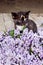 Black calico kitten cat, purple lilacs