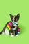 Black calico kitten with colorful striped poncho celebrating in green gift box