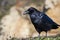 Black California Crow