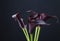 Black calla flowers (Zantedeschia)