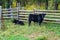 A Black Calves Cow in a Mountain Meadow