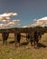 Black calves standing by barbed wire - vertical