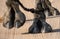 Black Camel feet close-up as it crosses the street in Ras al Khaimah, United Arab Emirates