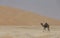 Black Camel in Liwa desert