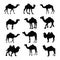 Black Camel Silhouettes Vector Art.