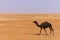 Black camel walking through the UAE desert