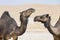 Black Camels in Liwa desert