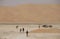 Black Camels in Liwa desert
