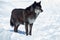Black canadian wolf is standing on a white snow. Close up. Canis lupus pambasileus