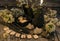 Black candles with old runes, crystals and flowers on planks