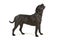 Black Cane Corso dog