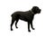 Black Cane Corso dog