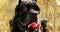 Black Cane Corso Dog. Big Dog Breeds. Close Up Portrait. Black Cane Corso Dog. Big Dog Breeds. Close Up Portrait