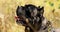 Black Cane Corso Dog. Big Dog Breeds. Close Up Portrait. Black Cane Corso Dog. Big Dog Breeds. Close Up Portrait