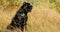 Black Cane Corso Dog. Big Dog Breeds. Dog Sitting In Autumn Grass