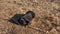 Black Cane Corso dog bites wooden stick lying on dry grass