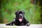 Black cane corso dog portrait outdoors