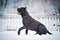Black cane corso dog winter portrait