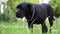 Black Cane Corso in the field executes the host`s commands