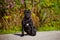 Black cane corso puppy outdoors