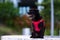 Black canine on a concrete surface, wearing a bright red shirt