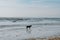 Black canine playing in the waves of the ocean