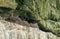 Black Cape Cormorant nest at Cape of Good Hope Nature reserve, Western Cape, Cape Town, South Africa