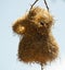 Black-caped social weaver at nest