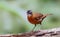 Black-capped Babbler Pellorneum capistratum