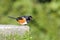 Black-capped bird looking down