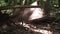 Black capped capuchin monkey lift a huge palm leaf