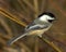 Black-capped Chickadee