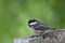 Black-capped Chickadee