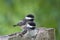 Black-capped Chickadee