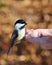 Black-capped Chickadee