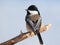 Black-capped Chickadee