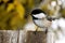 Black-capped Chickadee