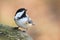 Black capped chickadee