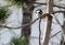 Black-capped Chickadee