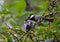 Black capped Chickadee