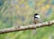 Black capped chickadee bird looking at empty space